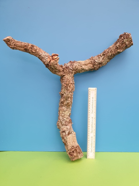 Large Cork Branch WB98 55cm