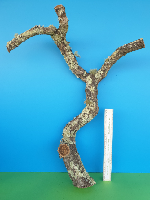 Large Cork Branch WB370 65cm